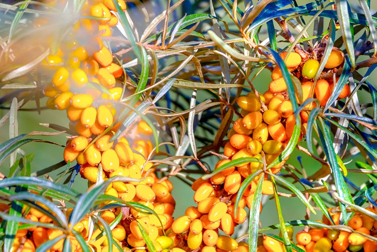 Visit Bornholm's food producers