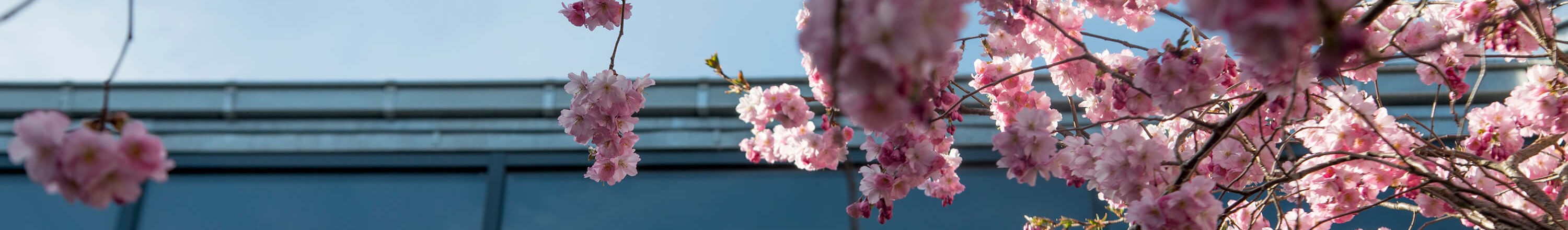 Hotel GSH Kirsebaertrae Blomster